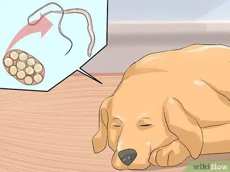 Image titled Prevent Whipworms in Dogs Step 7