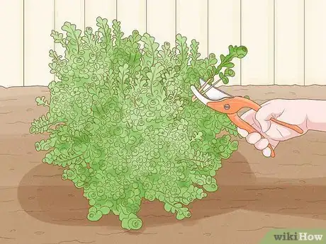 Image titled Care for Creeping Jenny Step 9