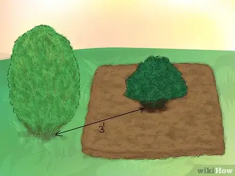 Image titled Grow Knockout Roses Step 6