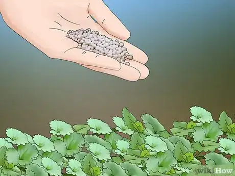 Image titled Harvest Creeping Charlie Step 11