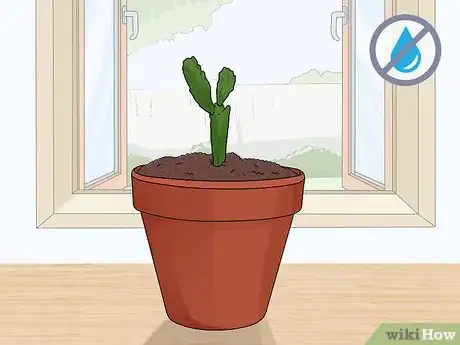 Image titled Plant a Christmas Cactus Step 19