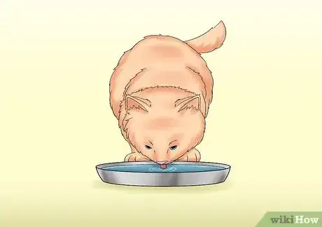 Image titled Care for a Cat with Kidney Failure Step 5