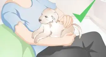 Get to Know Your Puppy