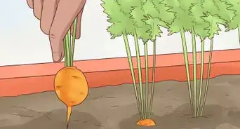 Grow Carrots in Pots