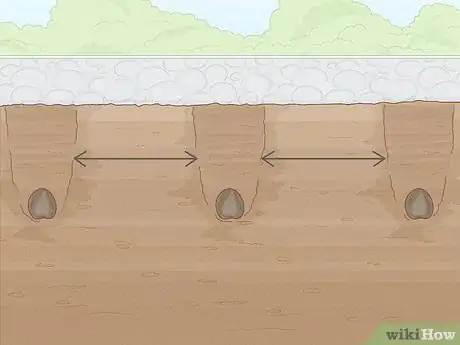 Image titled Plant Anemone Corms Step 9