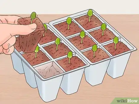 Image titled Grow Perennials From Seed Step 10
