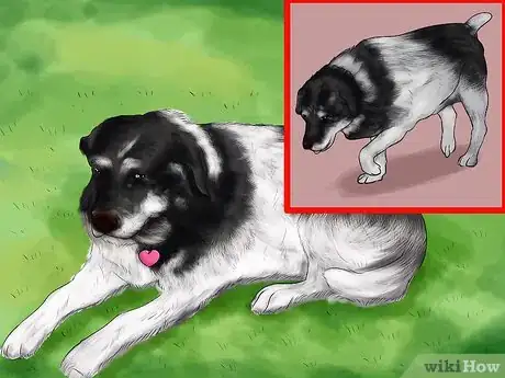 Image titled Watch a Dog for Stiff or Limp Movements Step 7
