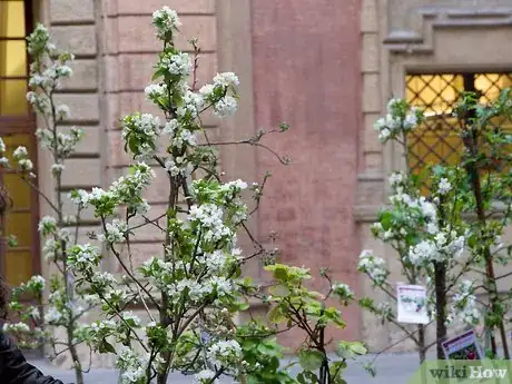 Image titled Buy Fruit Trees Step 12