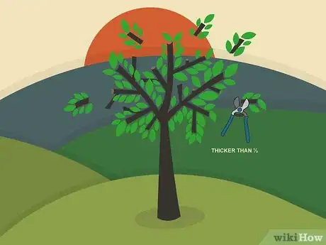 Image titled Prune Walnut Trees Step 03