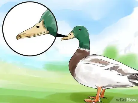 Image titled Tell the Difference Between Male and Female Ducks Step 2