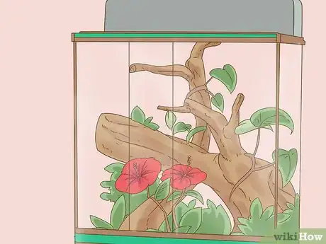 Image titled Buy a Chameleon Step 11