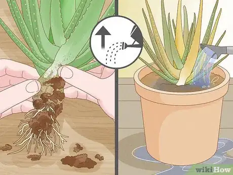 Image titled Why Does Your Plant Have Yellow Leaves Step 1