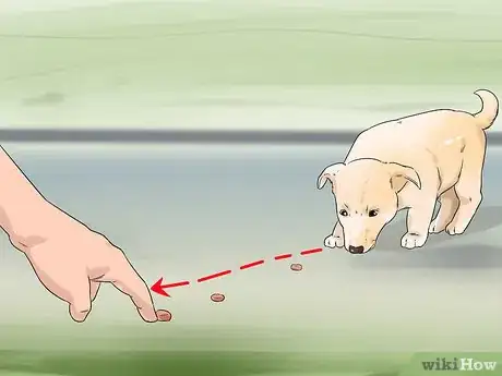 Image titled Exercise Your Puppy Step 3