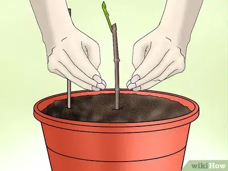 Image titled Plant Confederate Jasmine Step 22