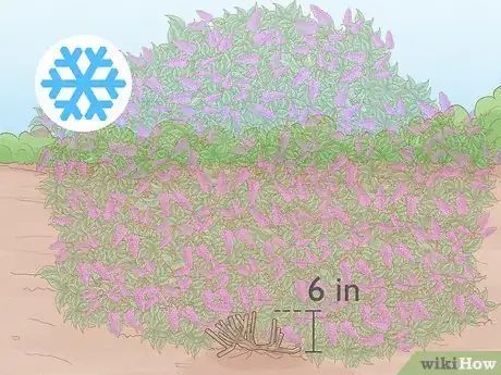 Image titled Trim an Overgrown Lilac Bush Step 9