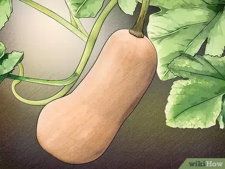 Image titled Choose Between Winter Squashes Step 6