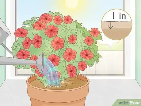 Image titled Keep Petunias Blooming All Summer Step 2