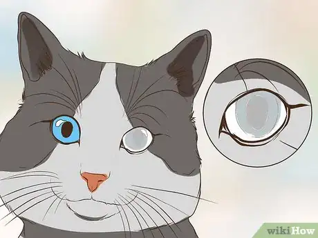 Image titled Watch for Common Senior Cat Health Issues Step 3
