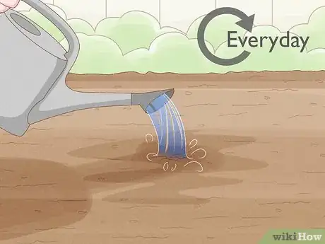 Image titled Grow Licorice Root Step 11