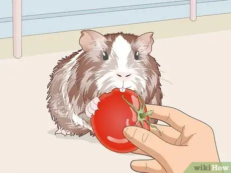 Image titled Teach Your Guinea Pig to Come when Called Step 8