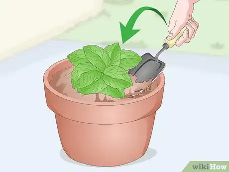 Image titled Divide Gerbera Daisies Step 9