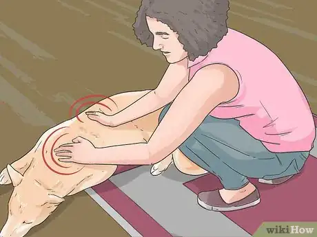 Image titled Give Your Dog a Make Over Step 11