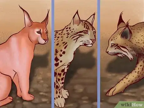 Image titled Identify Feline Species by Fur Step 10