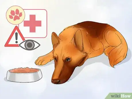 Image titled Improve the Appetite of an Older Dog Step 1