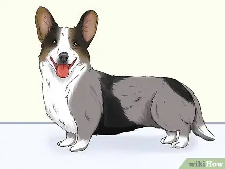 Image titled Identify a Cardigan Welsh Corgi Step 1