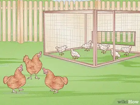 Image titled Prevent Diseases in Chickens Step 7