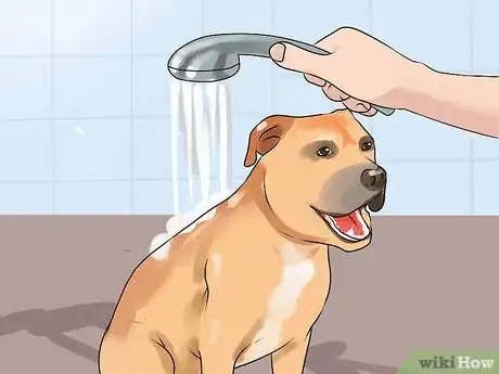 Image titled Groom a Short Haired Dog Step 9