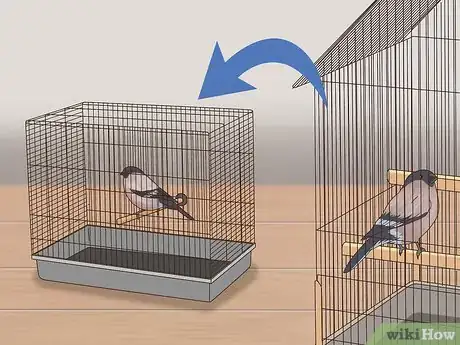 Image titled Treat Avian Pox in Finches Step 1