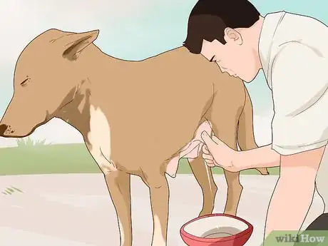 Image titled Ensure Passive Immunity in Newborn Puppies Step 9