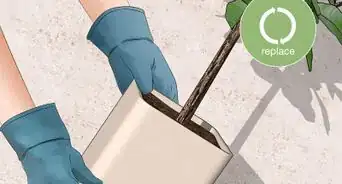 Control Mealybugs on Indoor Plants