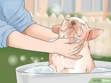 Image titled Get a Dog Ready for a Special Occasion Step 2