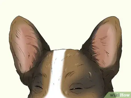 Image titled Identify a Cardigan Welsh Corgi Step 2