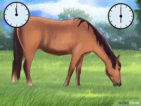 Image titled Maintain Healthy Weight for a Horse Step 12