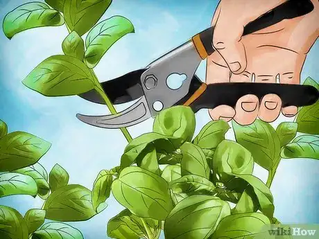 Image titled Plant a Culinary Herb Garden Step 12