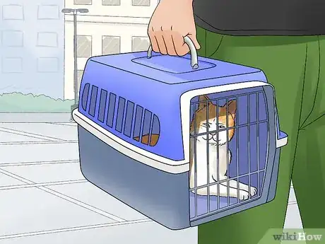 Image titled Identify and Help Feral and Stray Cats Step 14