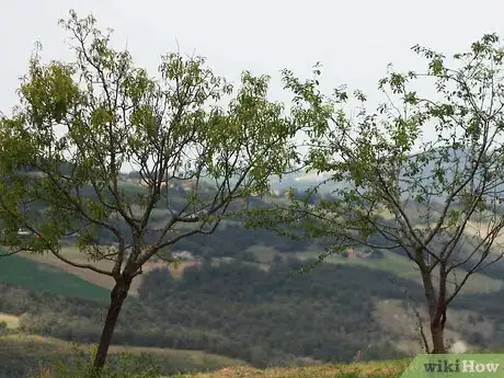 Image titled Buy Fruit Trees Step 10