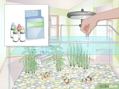 Image titled Take Care of Freshwater Fish Step 15