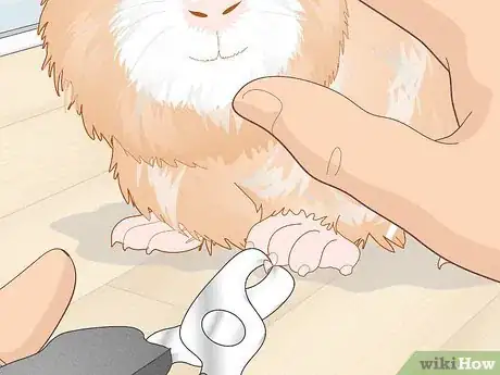 Image titled Prevent Your Guinea Pig from Becoming Sick Step 18