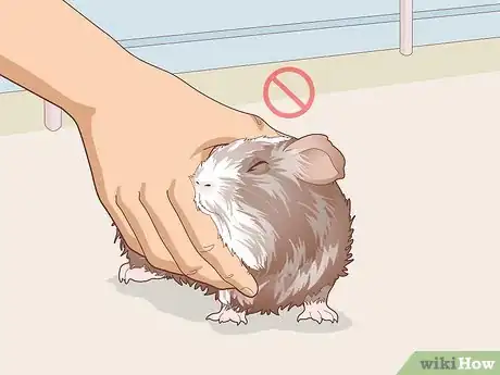 Image titled Teach Your Guinea Pig to Come when Called Step 6