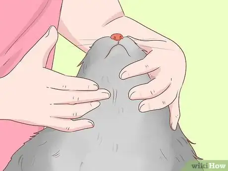 Image titled Give Codeine to Cats in Pain Step 12