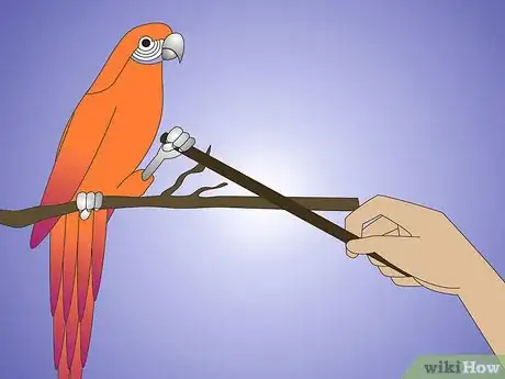 Image titled Teach Your Parrot to Wave Hello Step 7