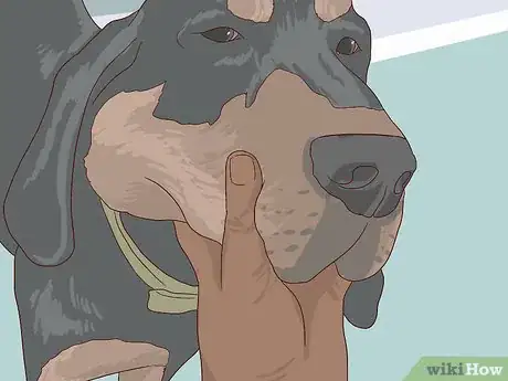 Image titled Check for Signs of Dental Disease in Dogs Step 4