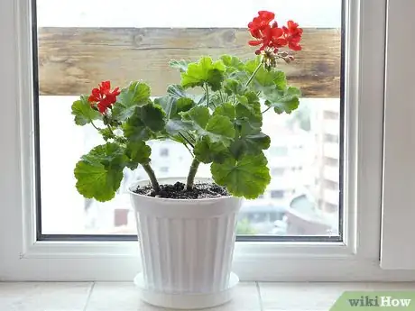 Image titled Grow Geraniums Indoors Step 9