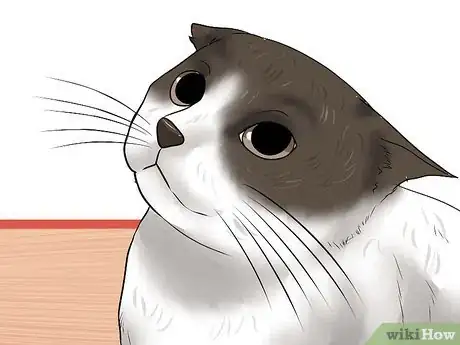 Image titled Get a Grumpy Cat to Like You Step 10