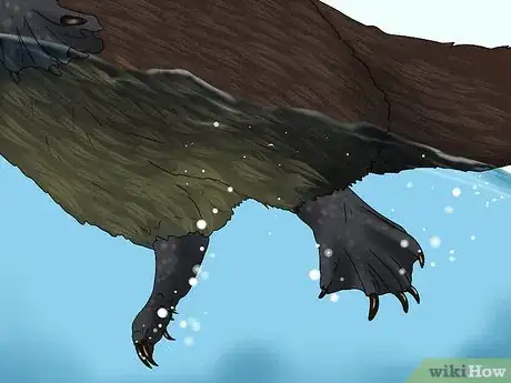 Image titled Identify a Platypus Step 4