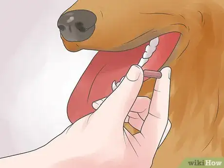 Image titled Treat Heart Failure in Dogs Step 12